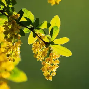 Berberine HCL