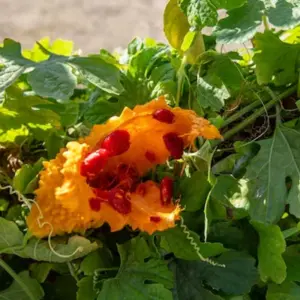 Bitter Melon (Momordica charantia)