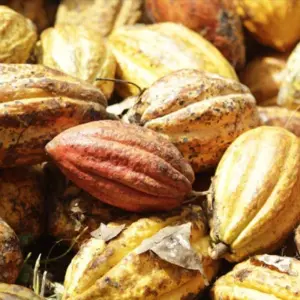 Cocoa (Theobroma cacao) Bean