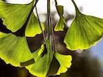 Ginkgo Biloba