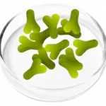 Lactobacillus Acidophilus