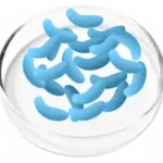 Lactobacillus Gasseri